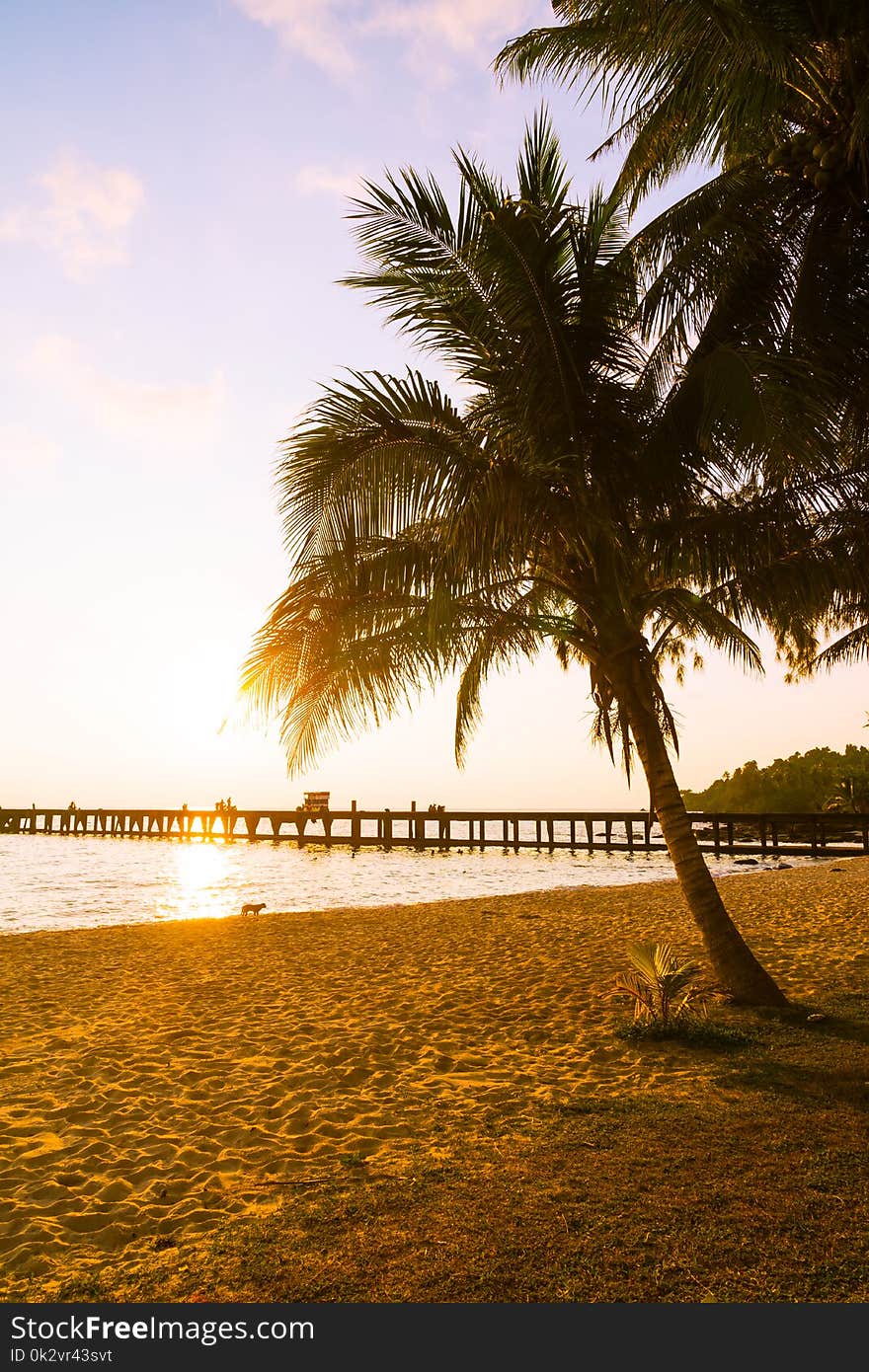 Beautiful tropical coconut palm tree on sky with sea and beach - Vintage Filter