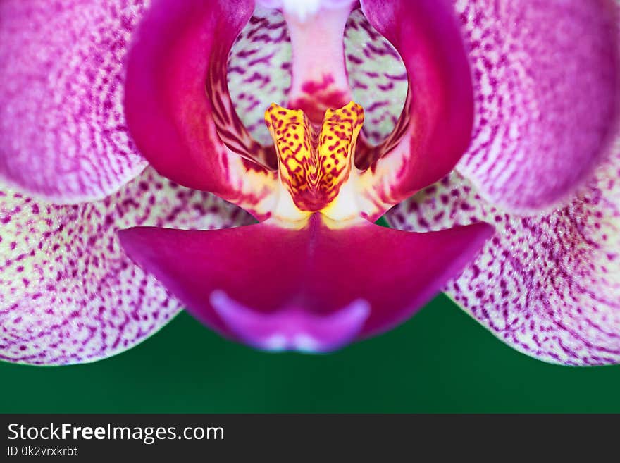 Orchid Phalenopsis mini white pink color on green background. Macro shot