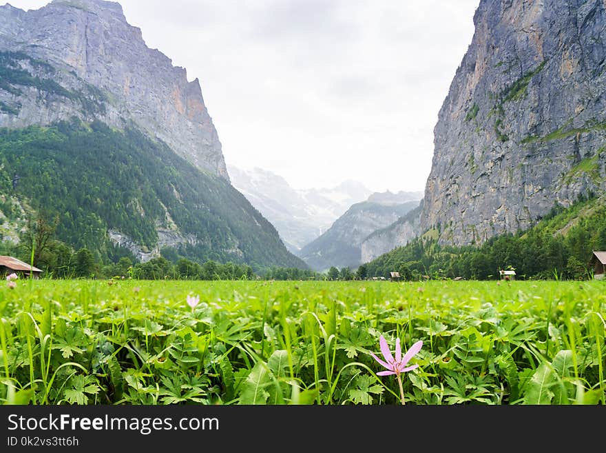 Alpine meadow with green grass and flowers and huge rocks on horizon.