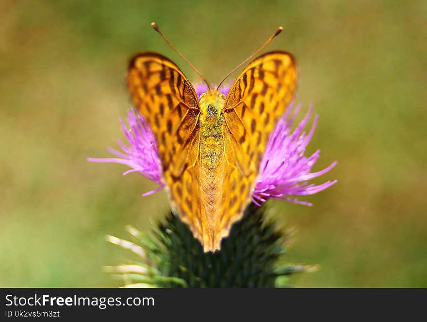 Butterfly Sitting On A Flower