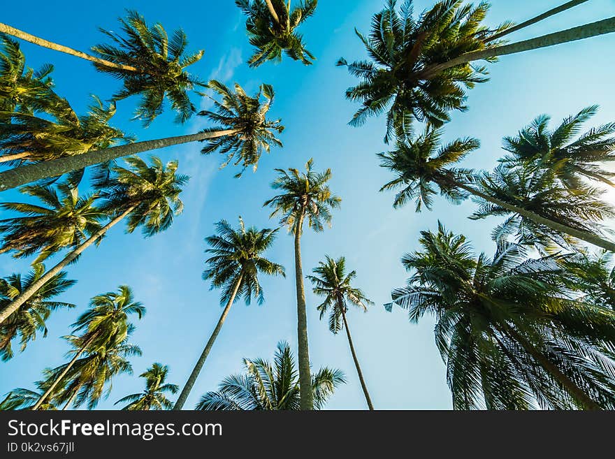 Beautiful coconut palm tree on blue sky