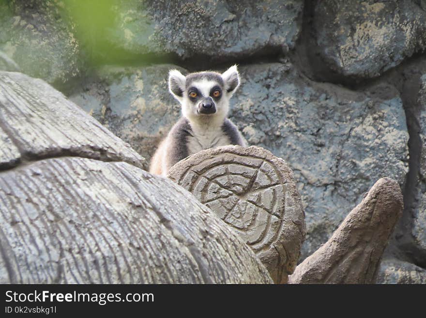 Lemur on the tree