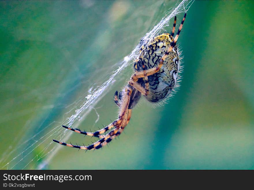 Brown european garden spider on web with green blurred background. Brown european garden spider on web with green blurred background.