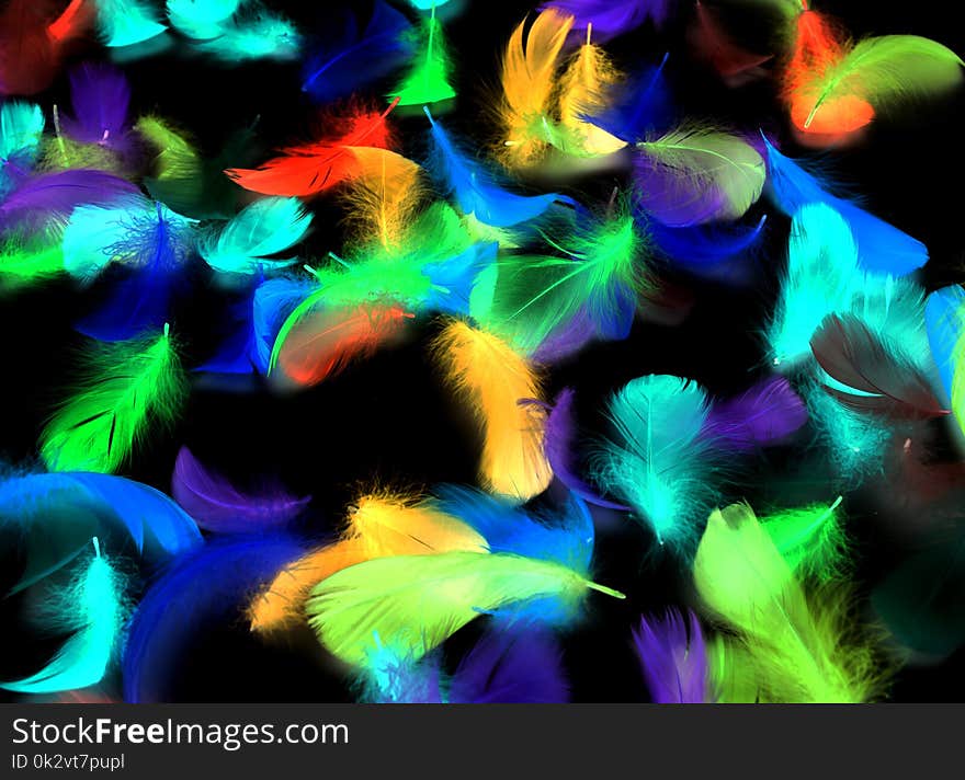 Multi-colored feathers on a black background