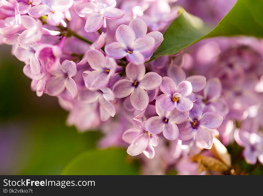 Lilac Flowers On A Tree In Spring