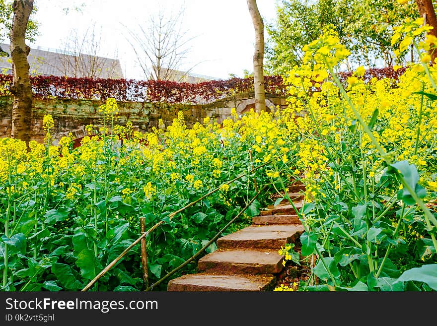 Rapeseed flower field in spring