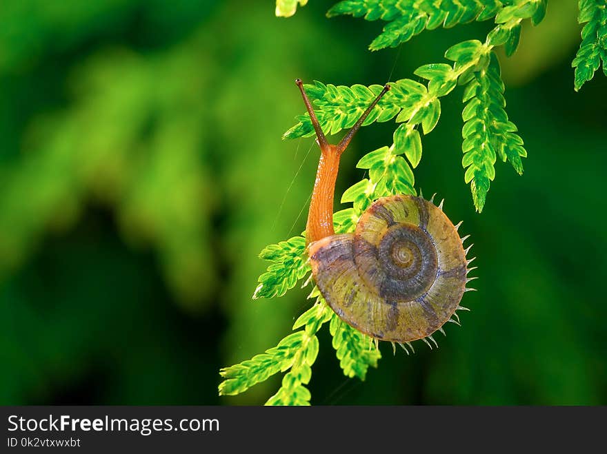 Wild snails in the wild, natural green, with a feeling of spring. Wild snails in the wild, natural green, with a feeling of spring