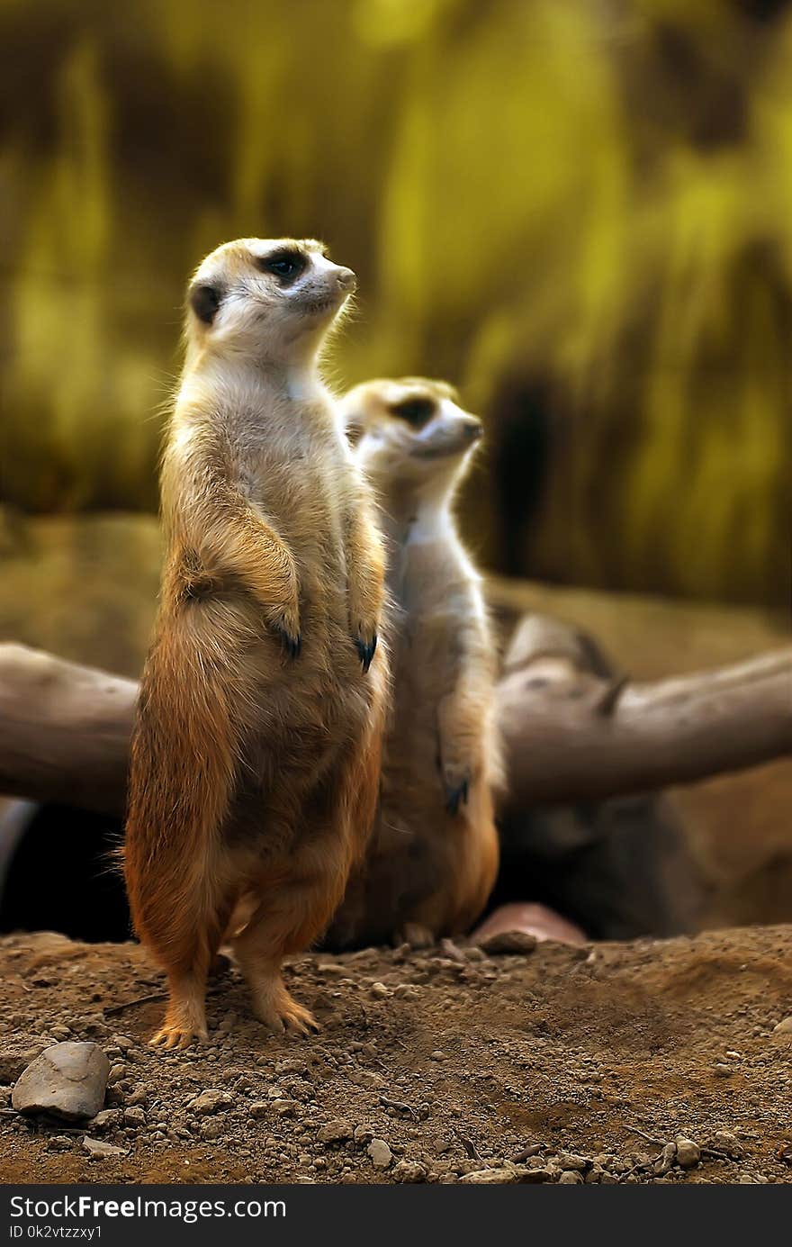 A cute wild animal who is good at standing alert observation-Meerkat. A cute wild animal who is good at standing alert observation-Meerkat