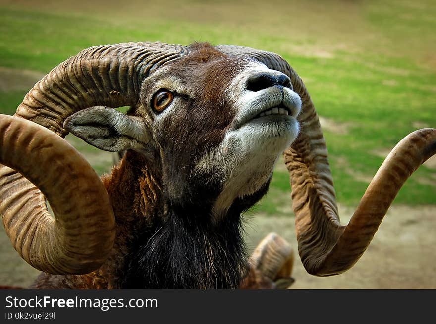 A closeup view of a bighorn sheep eating grass. A closeup view of a bighorn sheep eating grass