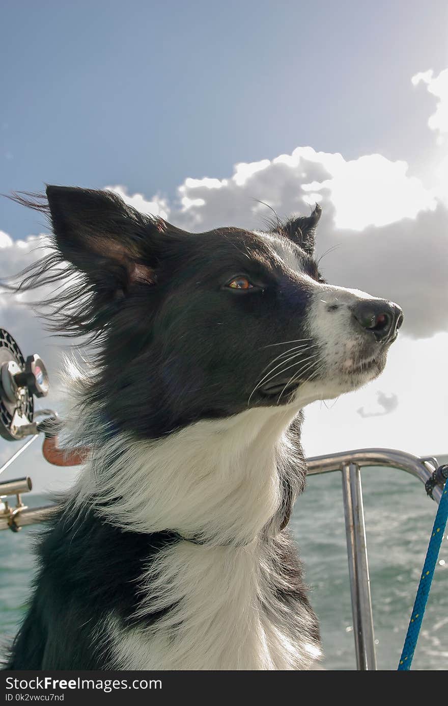 My dog is proud to be on the boat