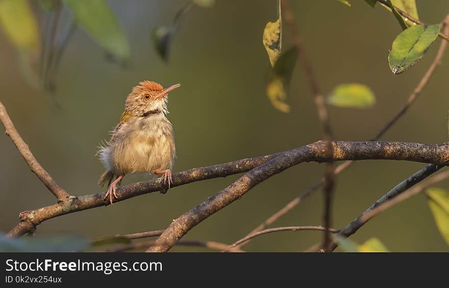 Common tailorbird, Orthotomus sutorius, is perching on tree branch with leaves in Kaeng Krachan National Park, Thailand. Common tailorbird, Orthotomus sutorius, is perching on tree branch with leaves in Kaeng Krachan National Park, Thailand