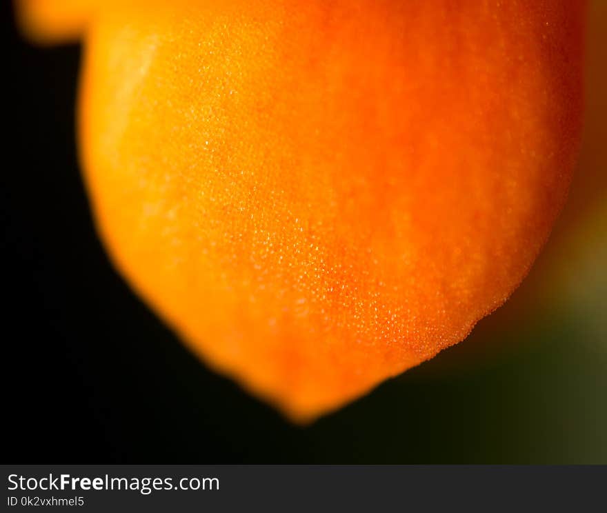 A small orange flower on nature as a background. Macro