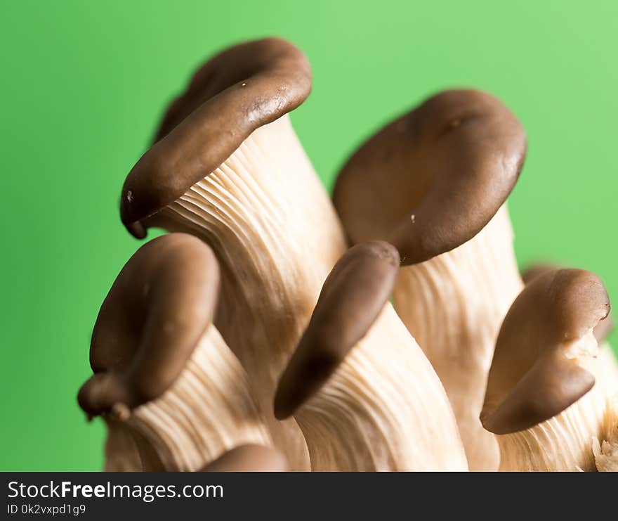 Oyster Mushrooms On A Green Background