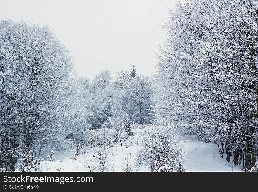 Winter landscape with frozen forest