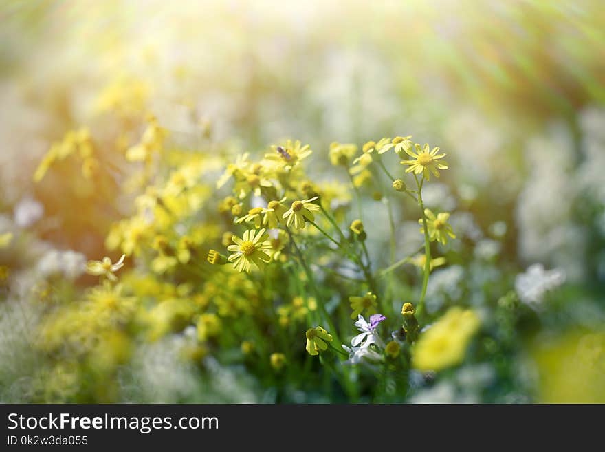 Yellow Flower - Flowers In Meadow Lit By Sunbeams Sunlight