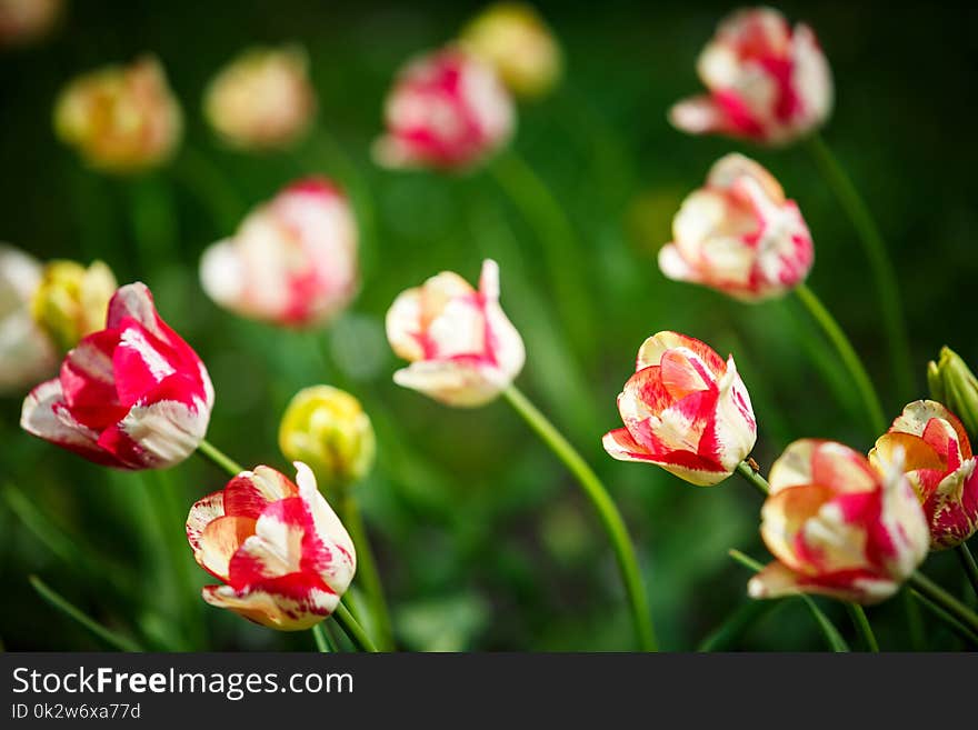 Beautiful bouquet of tulips nature background