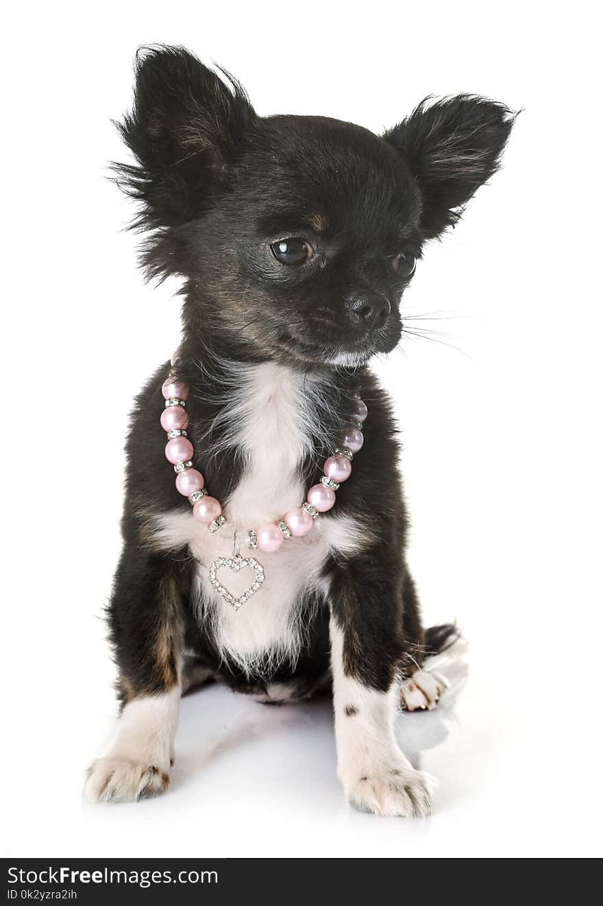 Puppy chihuahua in front of white background. Puppy chihuahua in front of white background