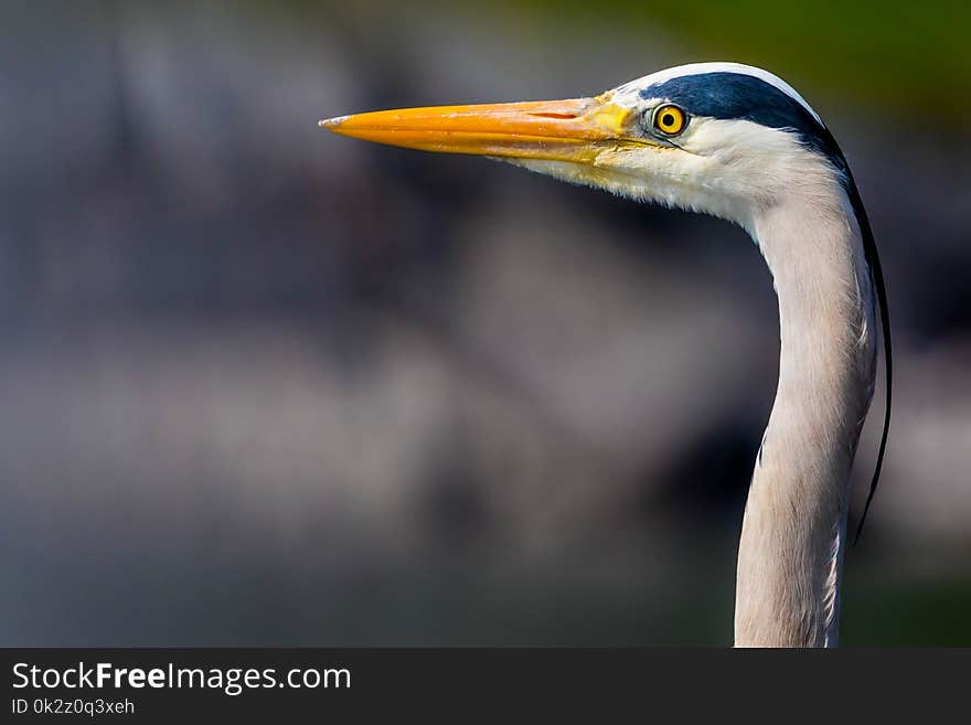 Grey heron Ardea cinerea, is the biggest heron in egret family. Lives in europe and all around the world, included africa. Bech is orange and big.