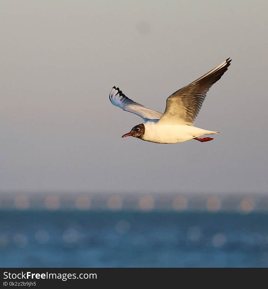 Sea Gull