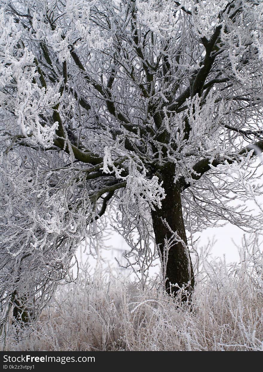 Frosted tree in the winter haze in garden. Frosted tree in the winter haze in garden