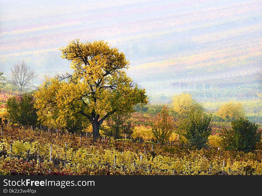 Colorful rows of vineyards in autumn. yellow tree In fog among vineyards. Autumn scenic landscape of South Moravia in Czech Republic.