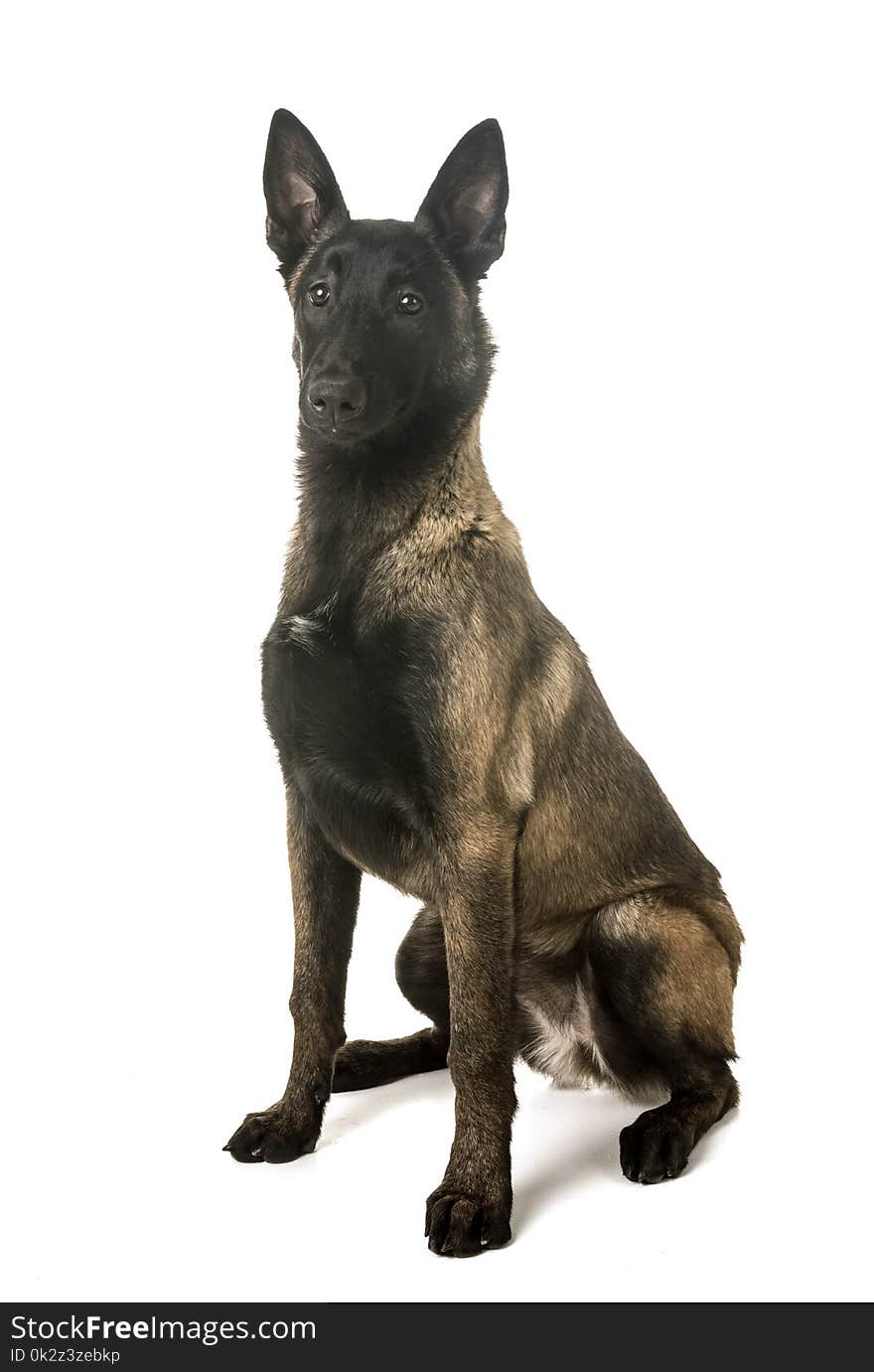 Belgian shepherd malinois in front of white background