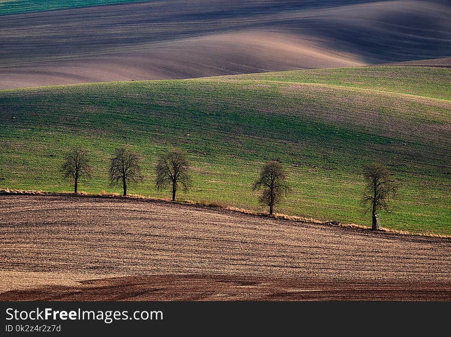 Chestnut Alley in the late fall in the rolling fields at sunset.South Moravia.Czech republic.