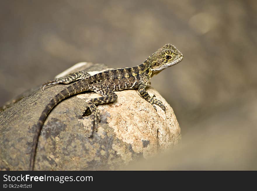 Detail of Australian water dragon in the natur.