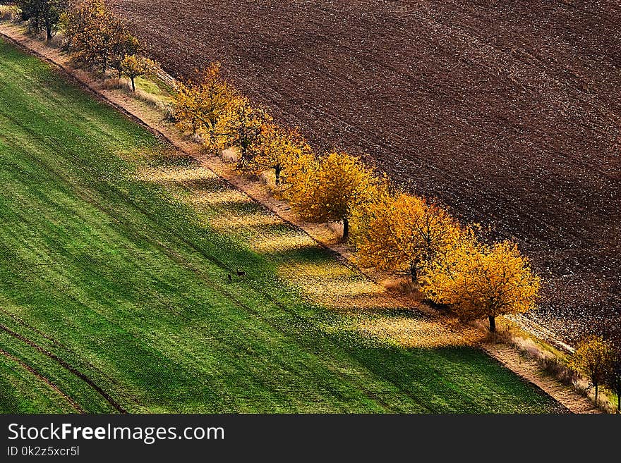 Autumn alley separating green and brown field. South Moravia.Czech republic.