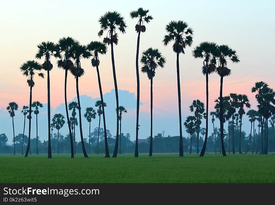 Sugar palm trees in the rice field at morning,countryside of Thailand