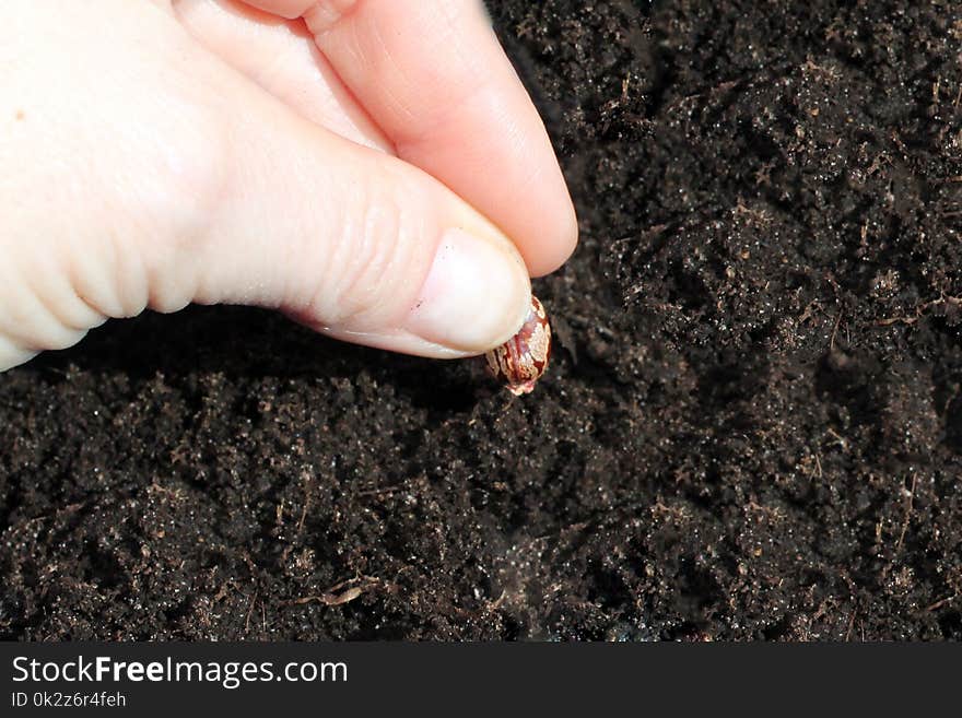 Hand puts the seed in the ground closeup