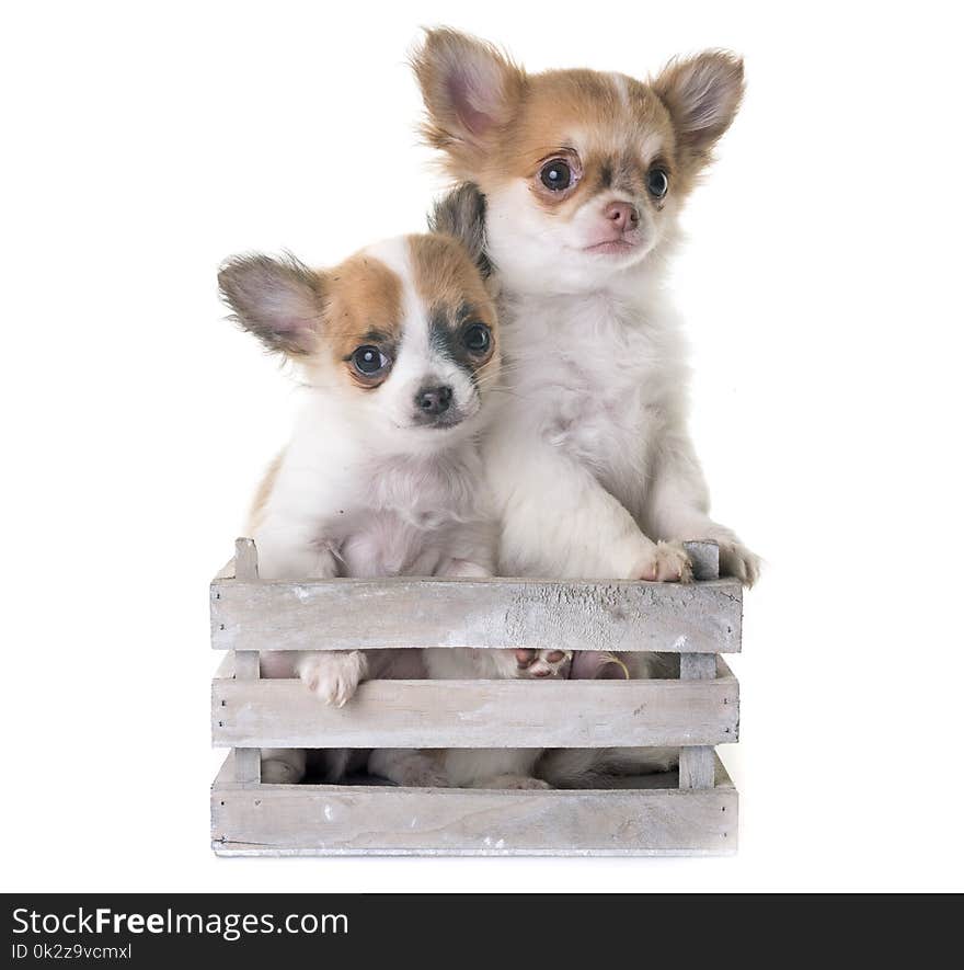 Puppies chihuahua in front of white background. Puppies chihuahua in front of white background