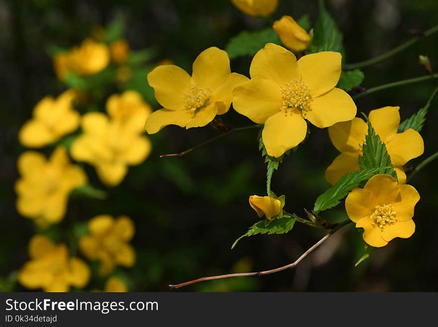 Close-up Of Kerria Japonica