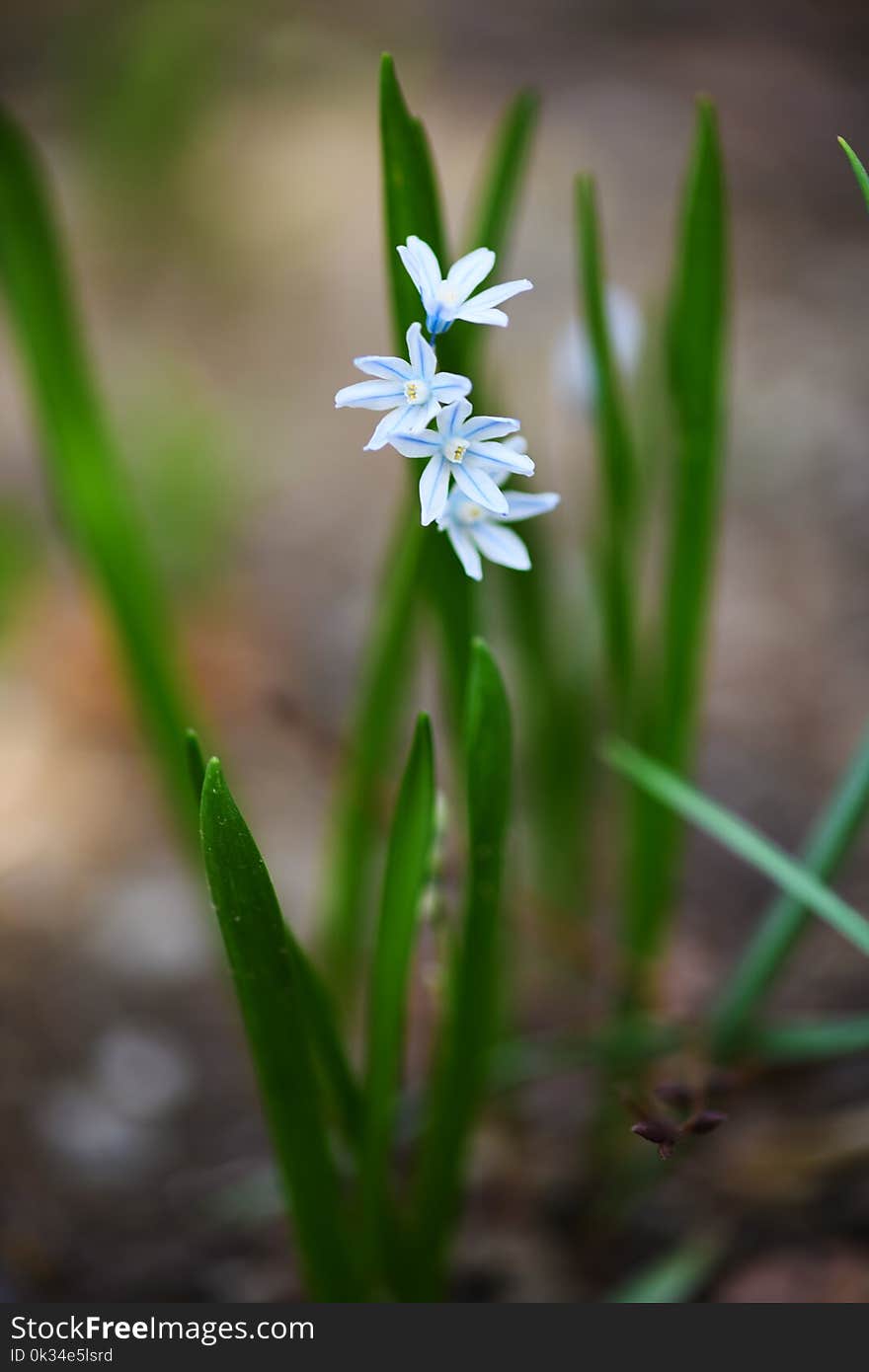 Close-up of a white and blue flower. Close-up of a white and blue flower