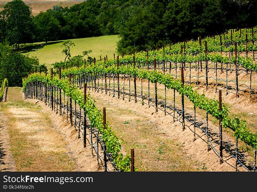 Rolling hills of California vineyards