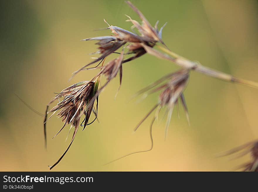 Summer Meadows Are Dry