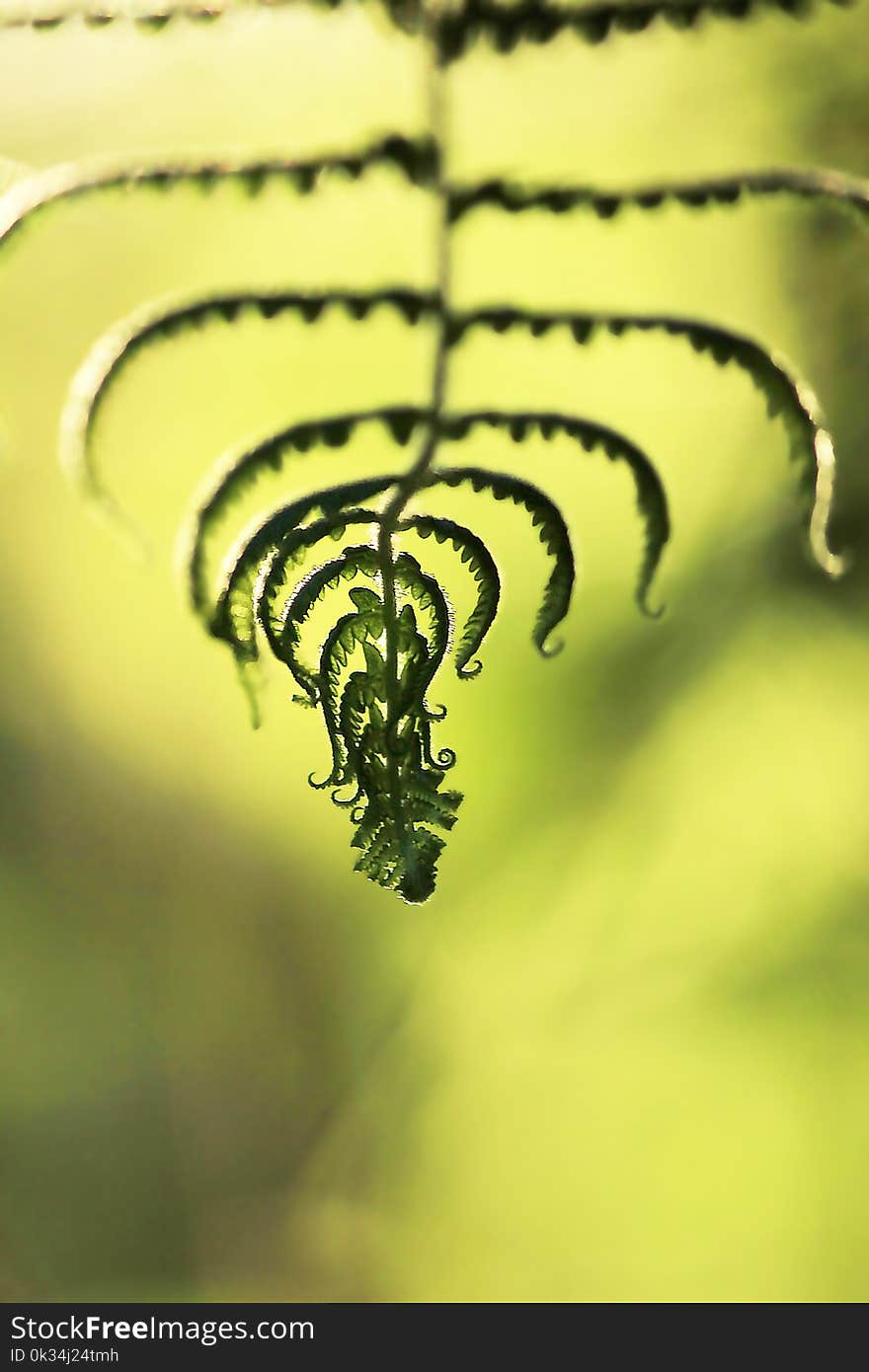 Silhouette leaves fern