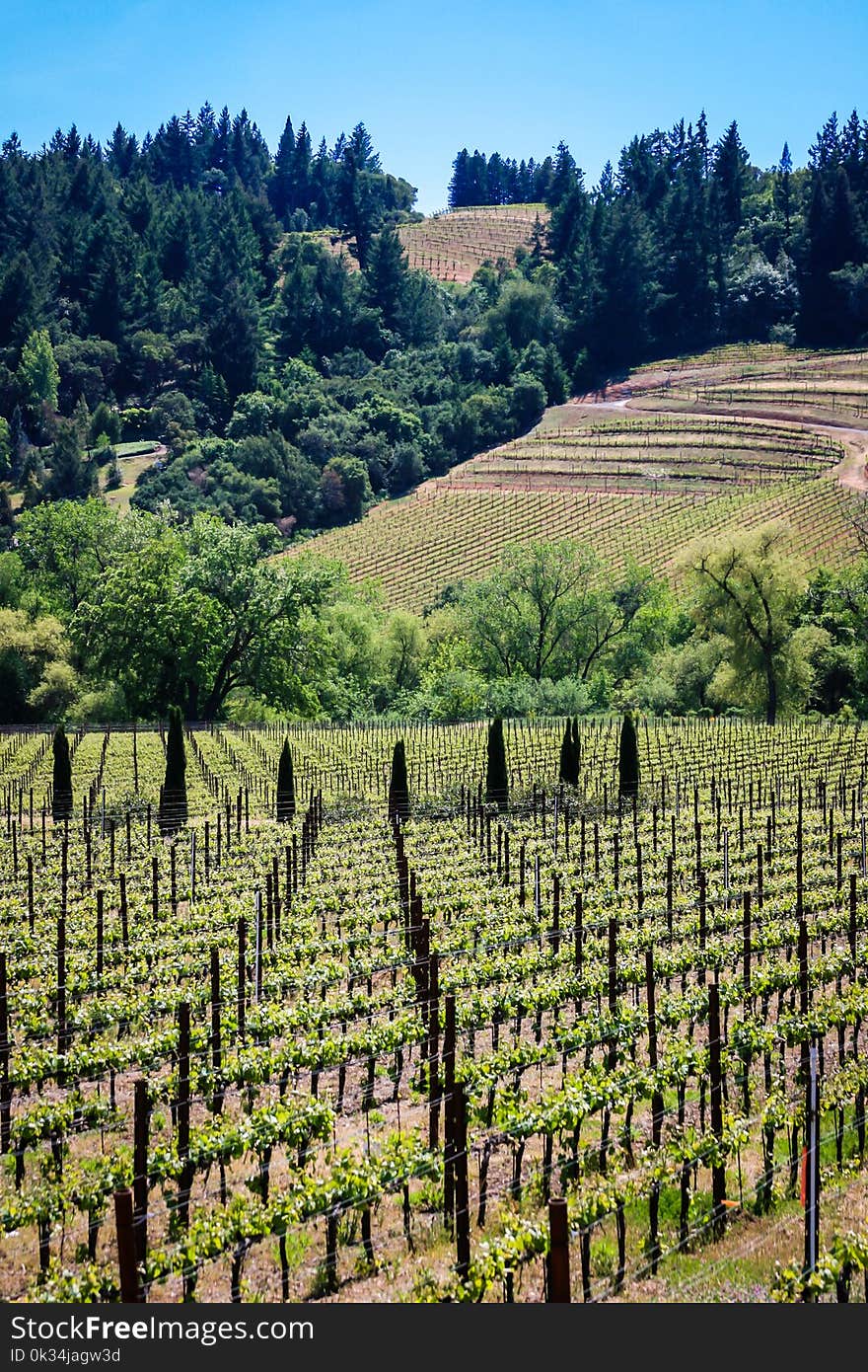 Rolling hills of California vineyards