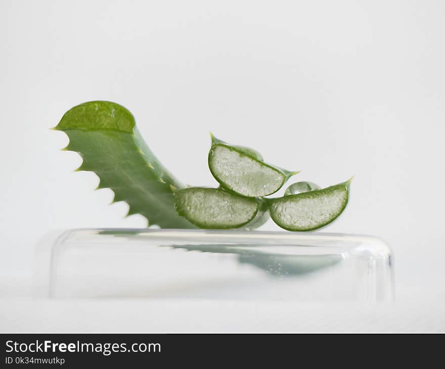 Aloe vera slices white background