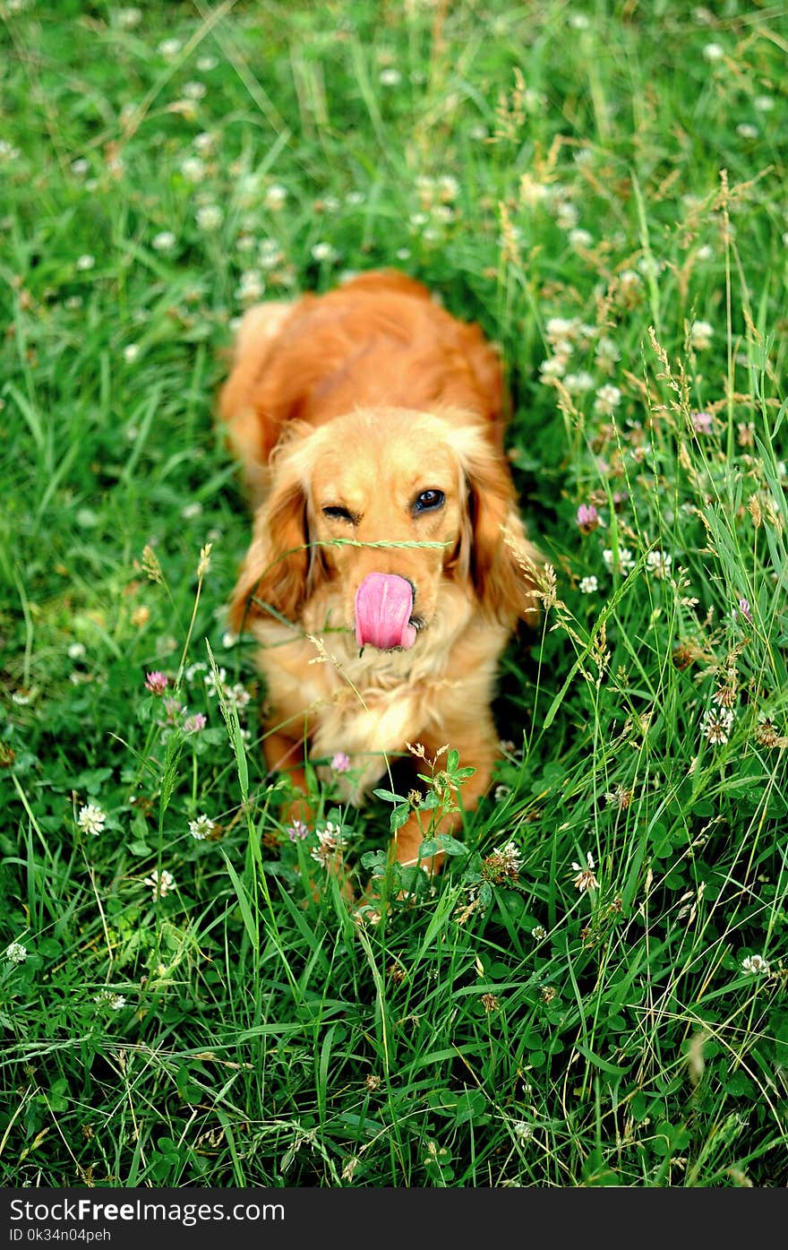 Portrait of a young handsome cocker spaniel puppy dog.