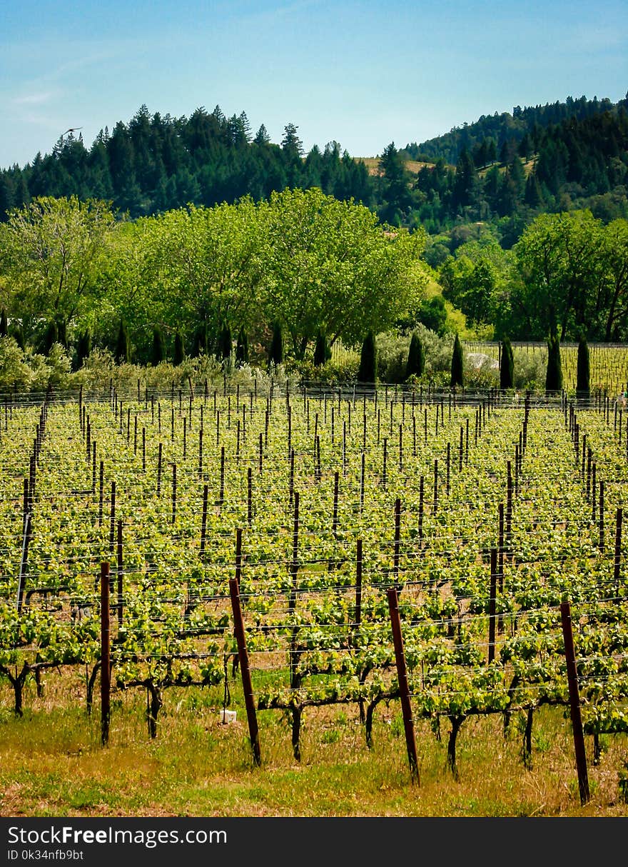 Rolling hills of California vineyards