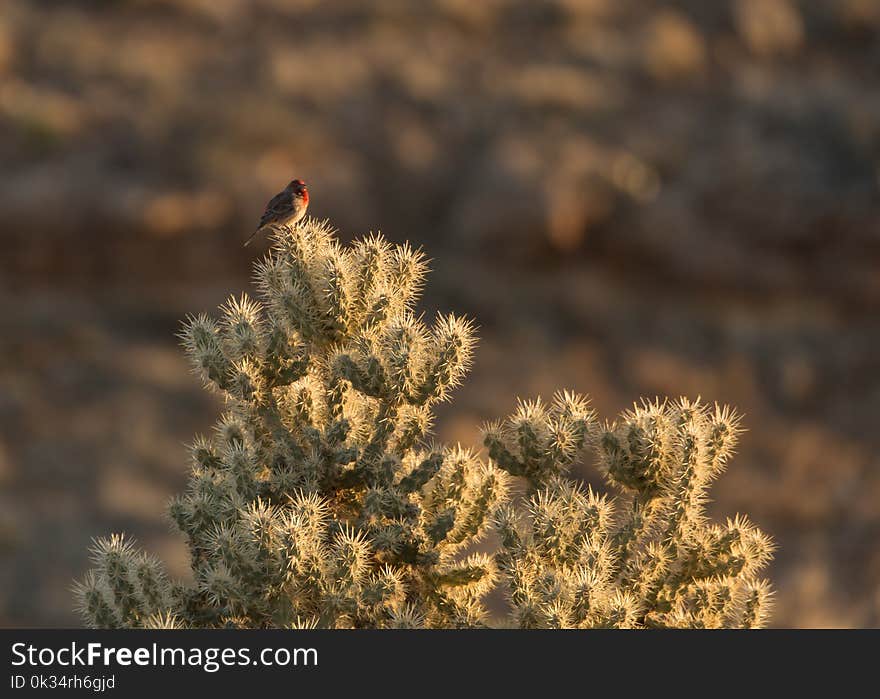 House finch sitting on top of a cholla cactus