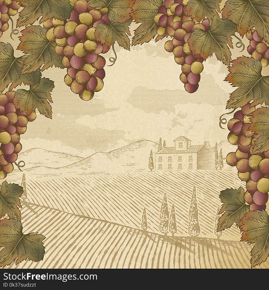 Engraving grape and leaves, vintage winery scene for design uses