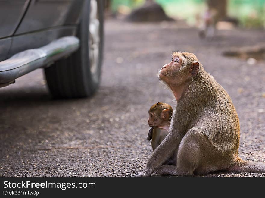 The monkeys sitting next to a car waiting for a food from peoples inside. The monkeys sitting next to a car waiting for a food from peoples inside.