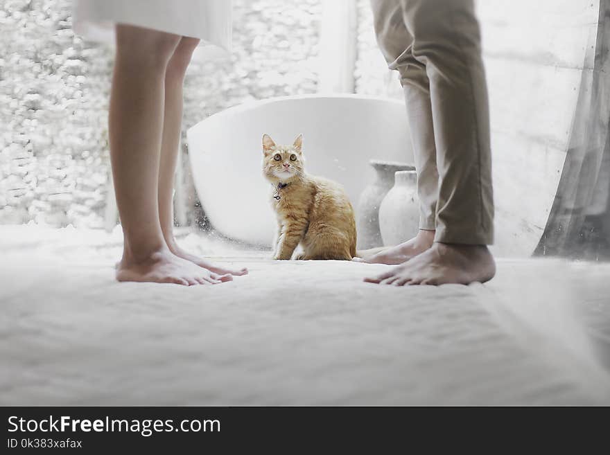 Photo of a Tabby Cat Between People