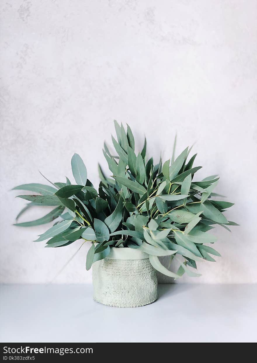 Photo of Plants On White Pot