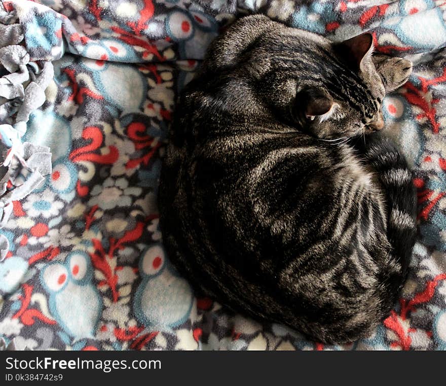 Grey Tabby Cat on Multicolored Textile