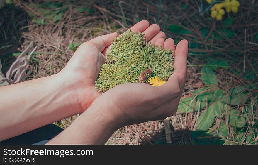 Person Holding Green Leaf Plant