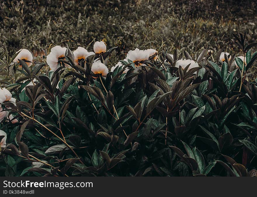 Photo of White-and-orange Petaled Flowers