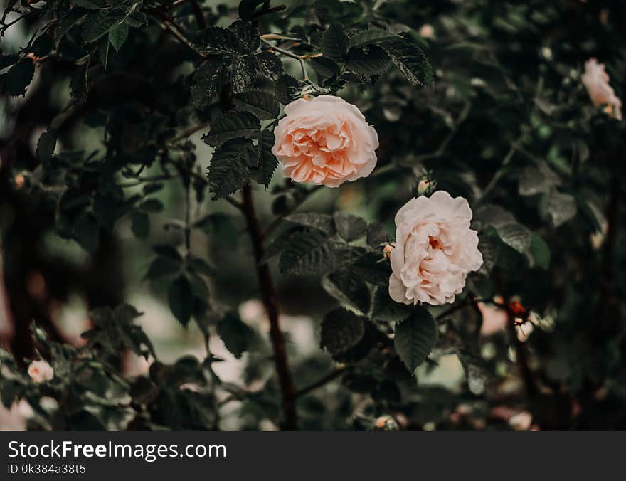 Two Pink Petaled Flowers